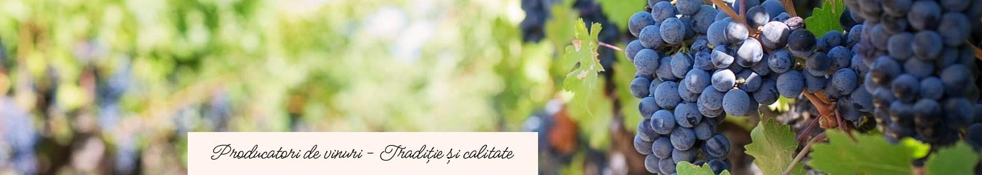 Producatori de vinuri - Tradiție și calitate